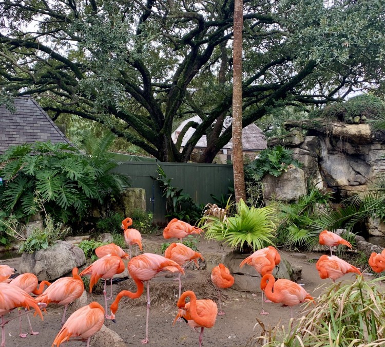 audubon-zoo-photo